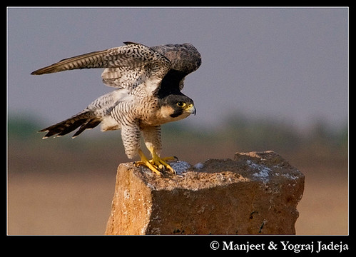 Peregrine Falcon (Falco peregrinus) stretching wings