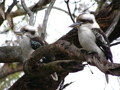 kookaburras sit in the old gum tree-ee, wondering what happened to their royaltee-ee