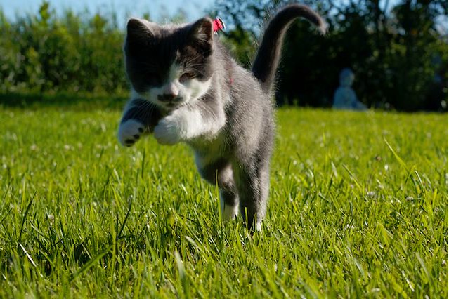 cute blind cat jack running on the lawn