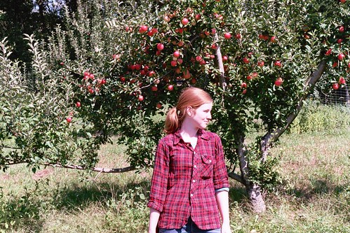 apple orchard.
