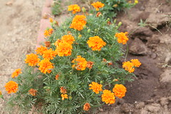Marigolds in One of Many Garden Beds