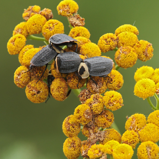 American Carrion Beetles (Necrophila americana)