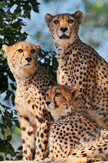 Three cheetahs