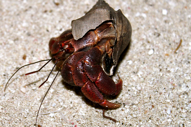 All hermit crabs are named Herman