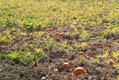 Pumpkin Patch at Capay Organics