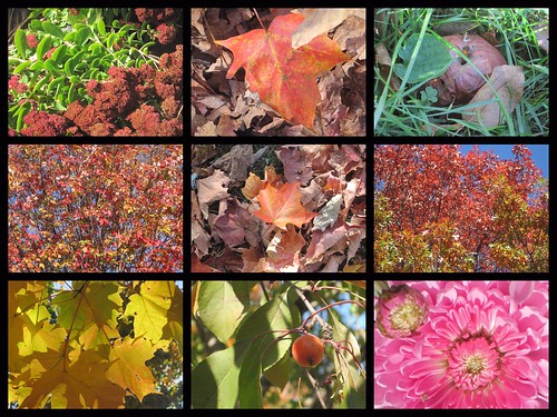 fall collage