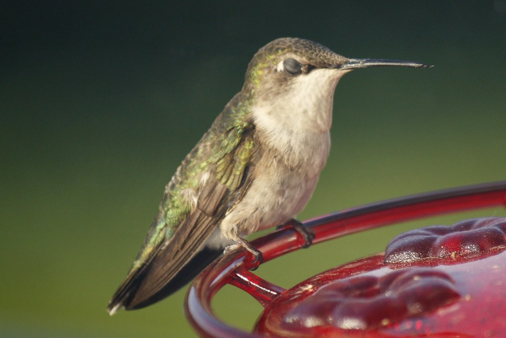Ruby-throated hummingbird (14)