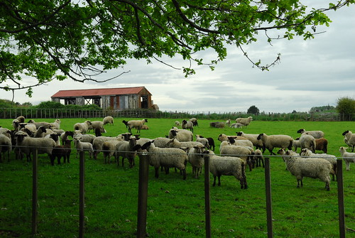 Sam_farm_NZ 021