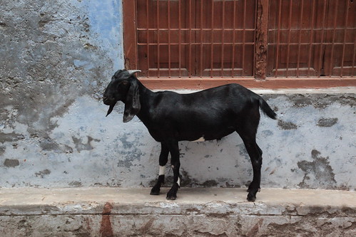 Indian+goat