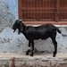Indian+goat+image