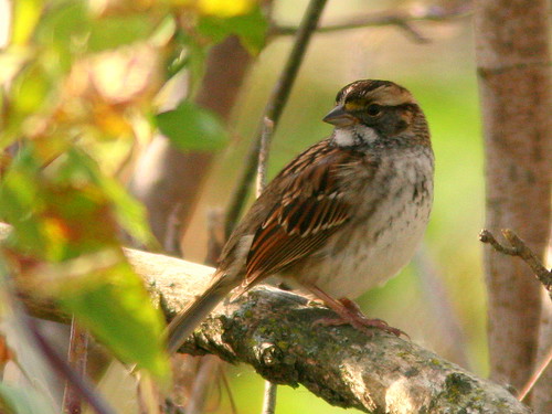 White-throated Sparrow 20100115