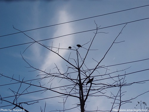 Crows on a Leafless Tree