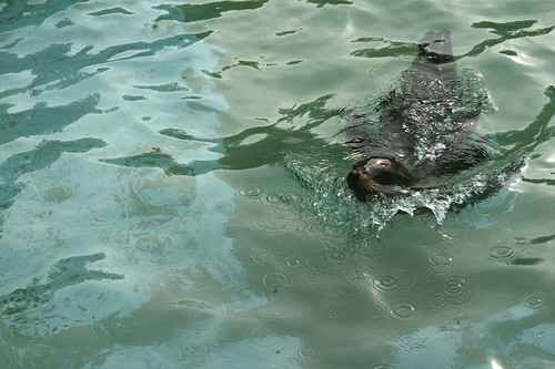 Schwimmender Seelöwe / Swimming sea lion