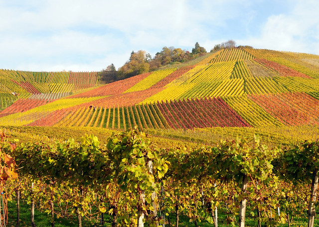 Autumn Vineyard by Habub3