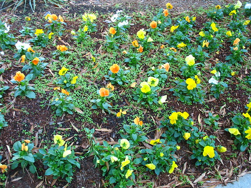 todayflowers pansiesrexnov8