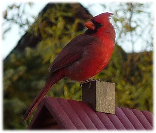 cardinal on log cabin up close