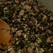 Wild rice stuffing with apricot sausage and bacon