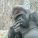 Help Save Gorillas.