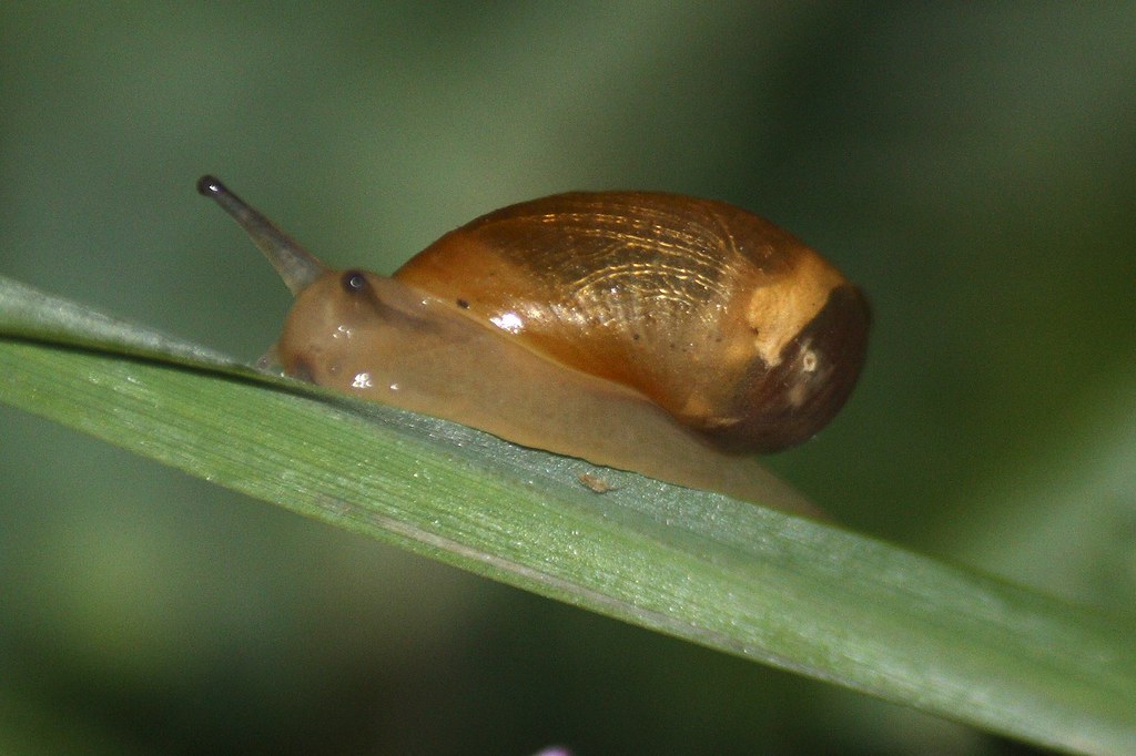 Unidentified land snail  7