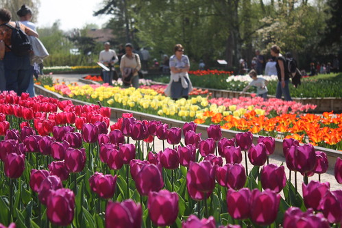 Tulipes Parc Floral de Paris