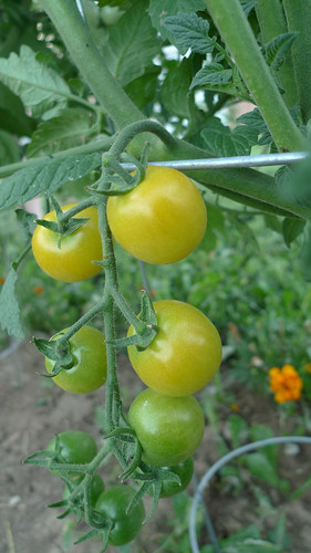 lollypop tomatoes