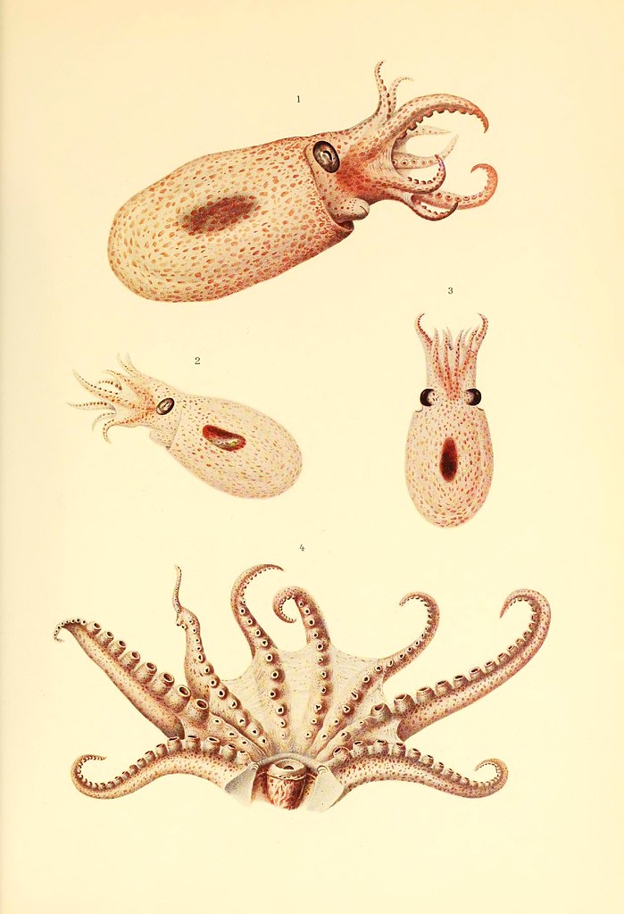 Bolitaena diaphana STEENSTR. (Gulf of Guinea)