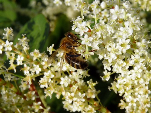 22380 - Honey Bee (Apis Mellifera)  on Japanese Knotweed