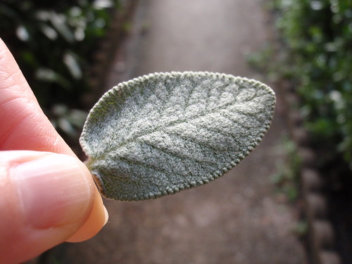 A Fresh Sage Leaf