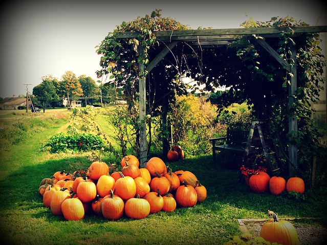 Pumpkins in Concord