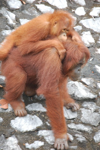 Orangutan Semengoh