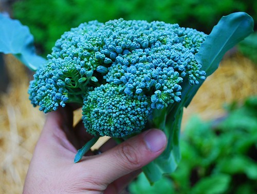 fall broccoli