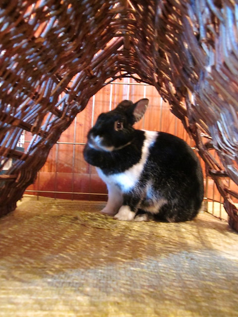 Oreo in her tent.