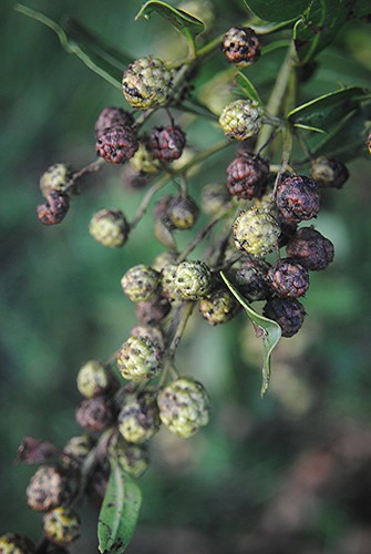 Purple and green textured Buttonwood seeds are ripening