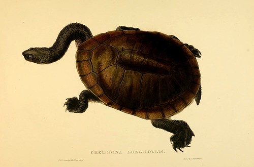 004-Chelodina Longicollis-Tortoises terrapins and turtles..1872-James Sowerby