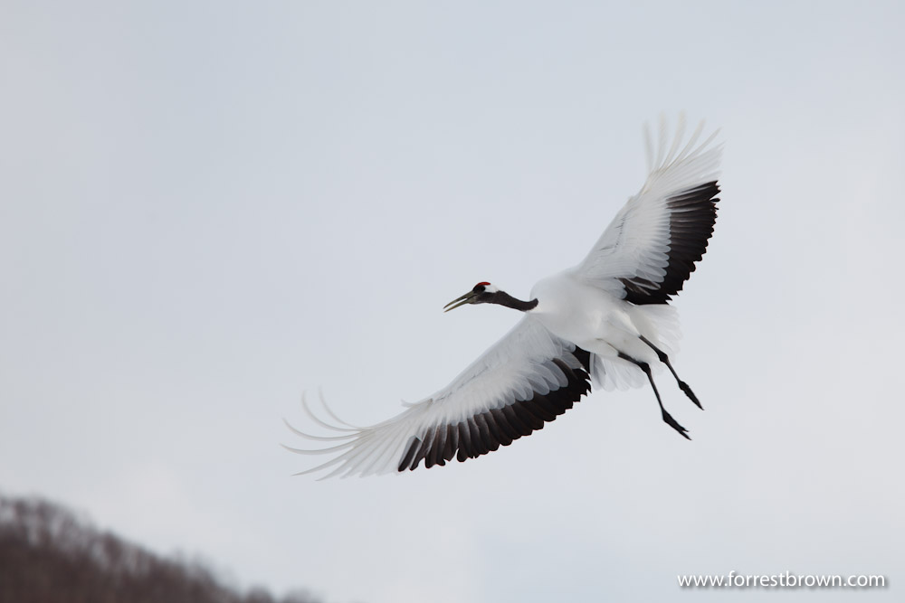 Hokkaido, Japan, Nature Photography, Workshop, Winter, Wildlife, Japanese Crane