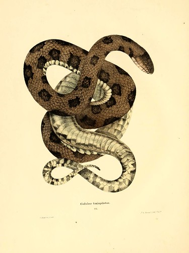 006-Coluber taxispilotus-North American herpetology…1842-Joh Edwards Holbrook