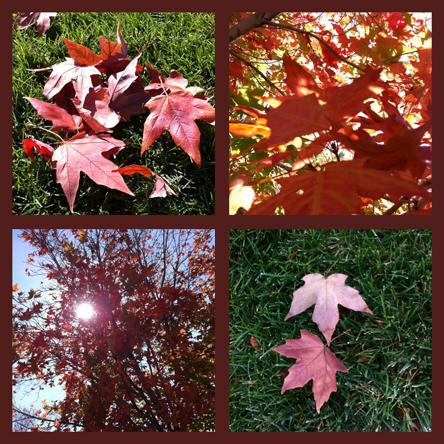 Fall8Collage
