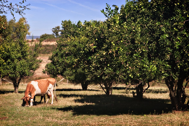 Grazing in the Orchard