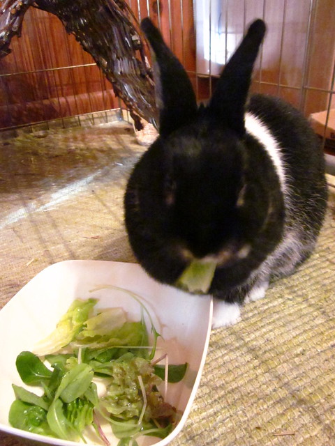 Bunny salad.