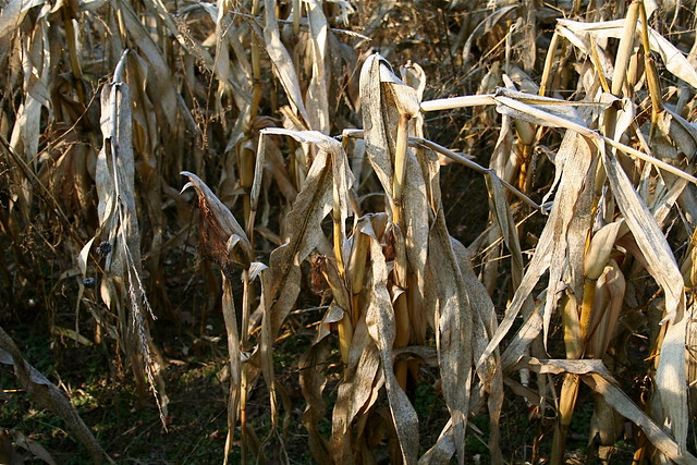 Corn Field in December: Harvest Time
