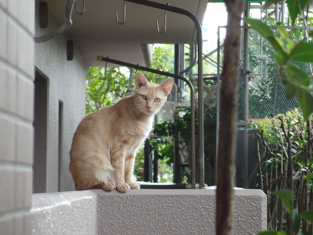 Today's Cat@2010-11-14