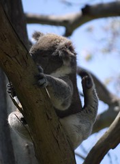 Koala Has an Itch