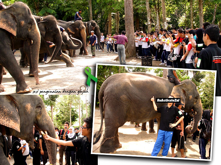 Pusat Konservasi Gajah - elephant introduction