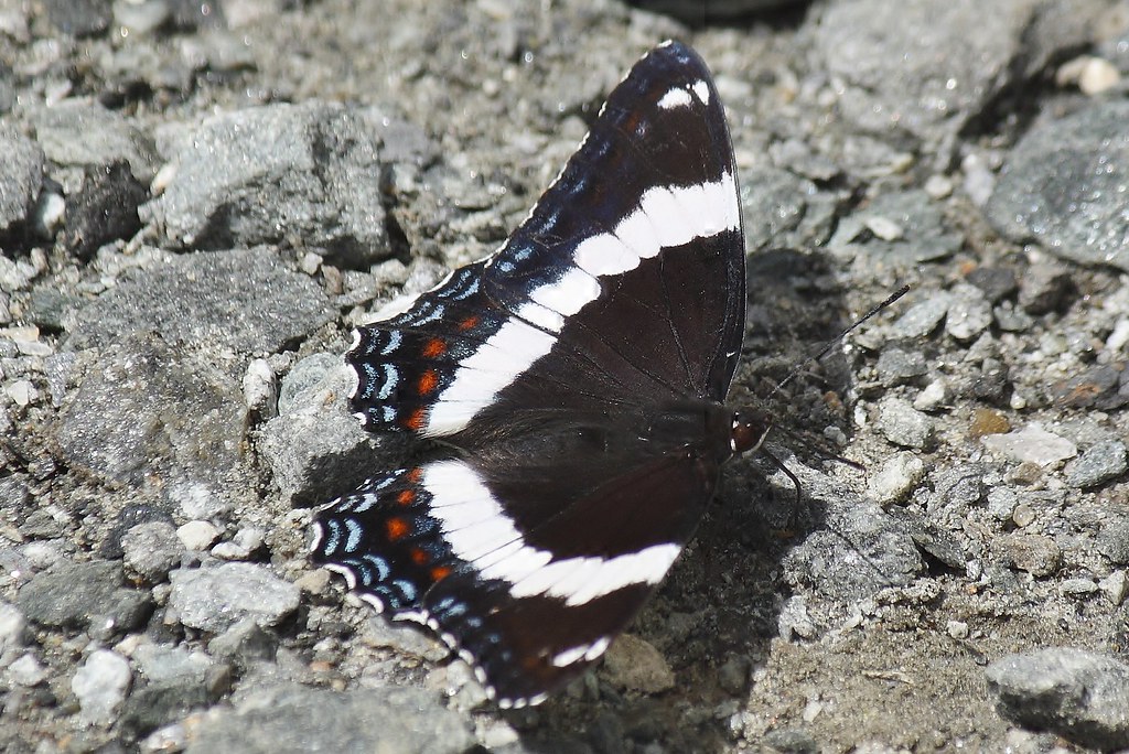 White admiral butterfly (6)