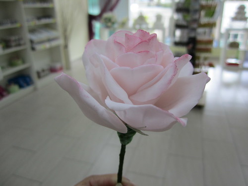 Full Rose