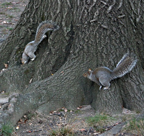Nov29park-RedTailandSquirrels 014