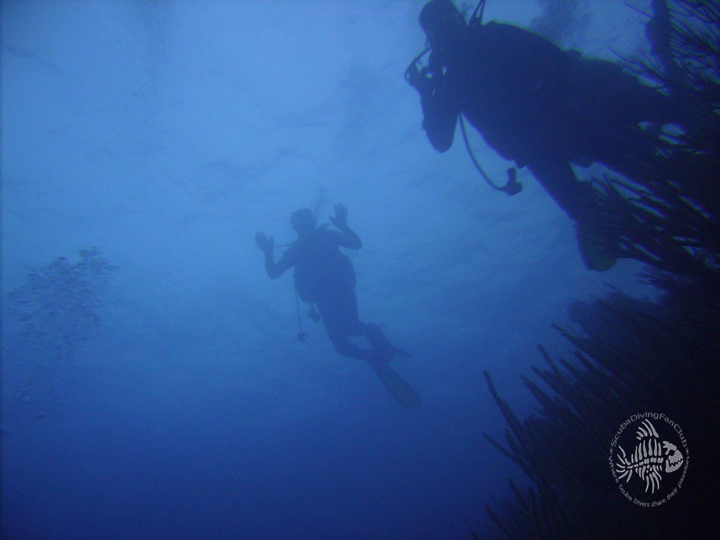 Scuba Diving Wallpaper-Free diving wallpapers