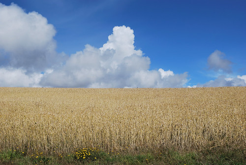 Campos de cereales y el cielo azul