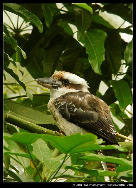 Kookaburra (Dacelo novaeguineae novaeguineae)