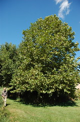 Monster Sycamore Tree! <a style="margin-left:10px; font-size:0.8em;" href="http://www.flickr.com/photos/91915217@N00/4997796510/" target="_blank">@flickr</a>